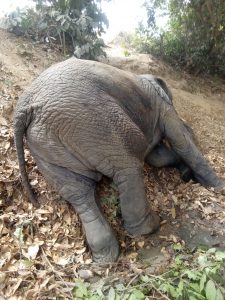 Conservation of Wondering Elephant In Saki